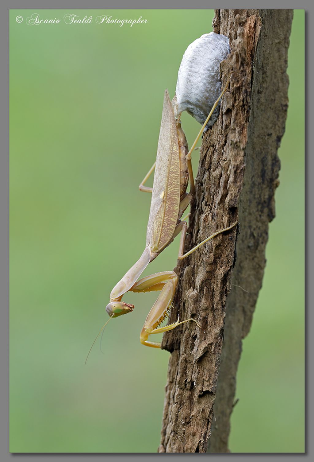 sphodromantis lineola?